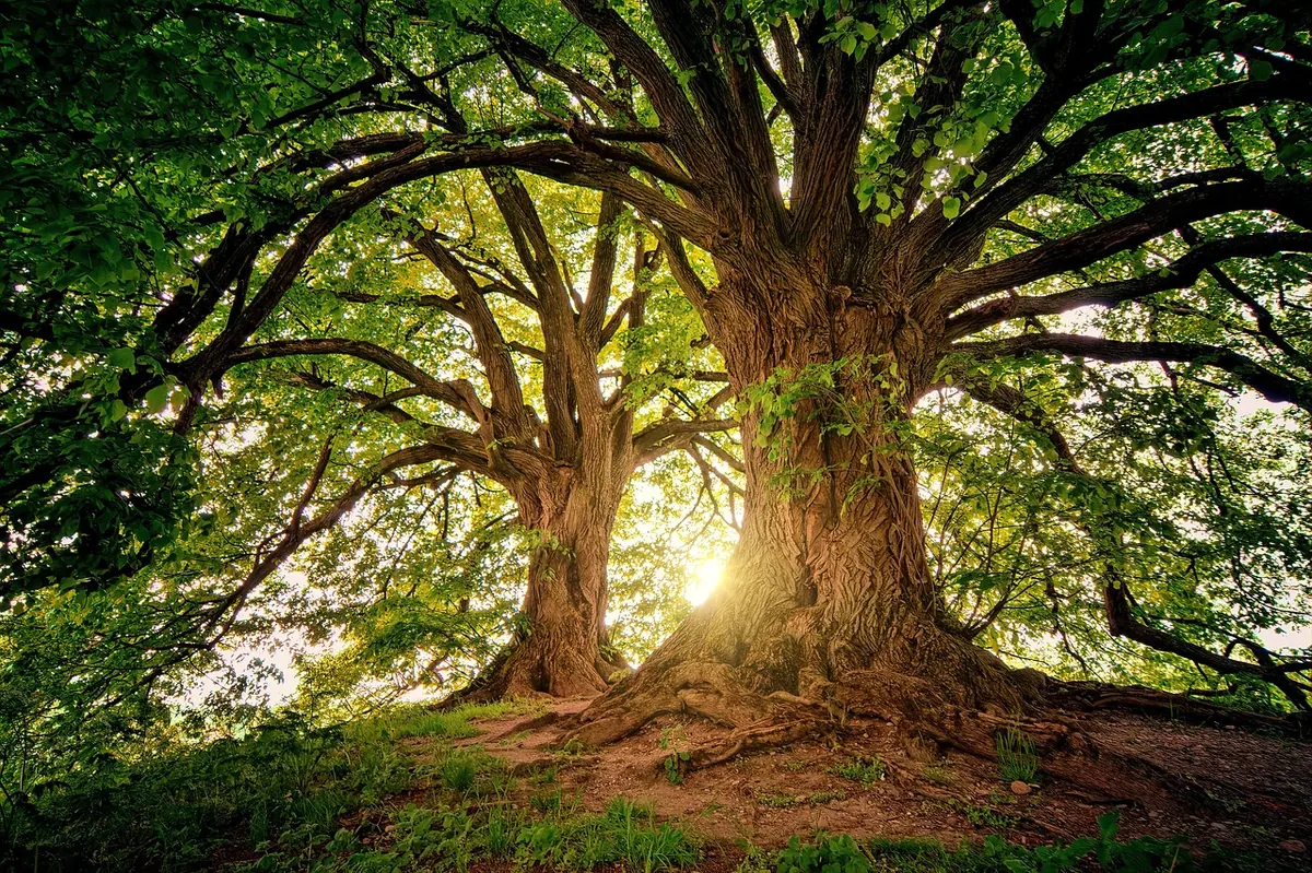 Opinion: Willow Creek Needs More Shade Trees Downtown—Here's Where to Start